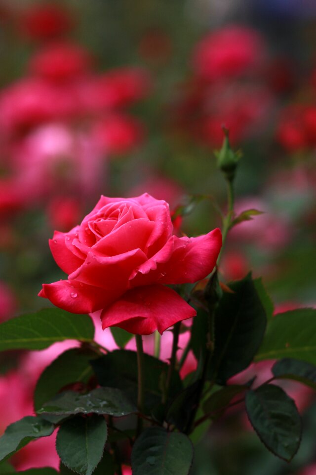 Leaf garden rose