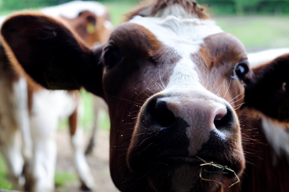 Cattle beef creature