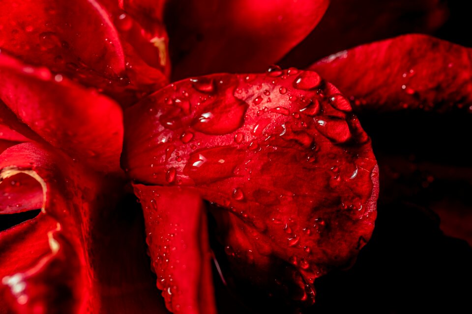 Nature close up flower