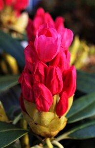 Flower azalea plant