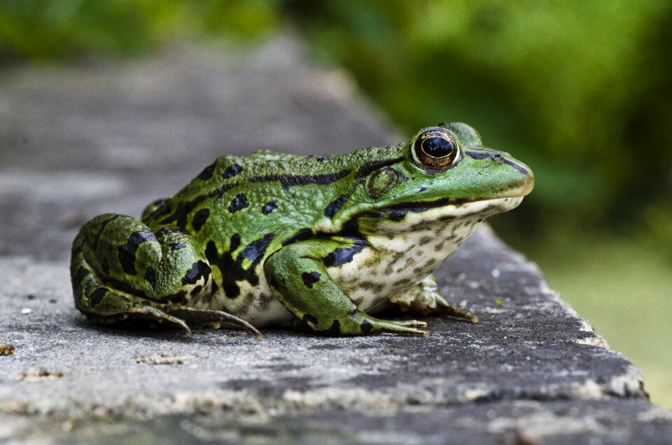 Frog close up green