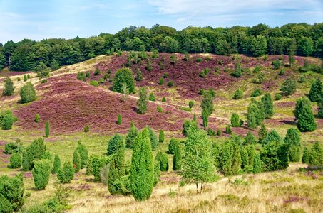 Heather nature nature reserve