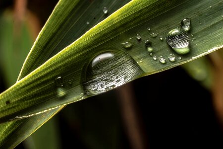 Close up plant leaf