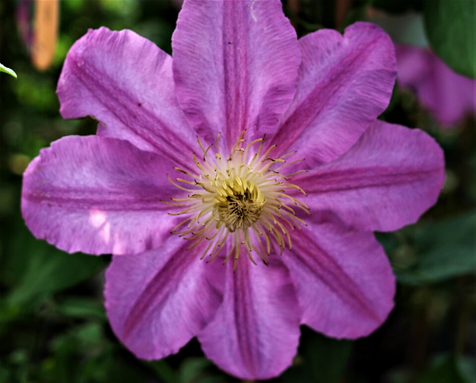 Plant bloom flower
