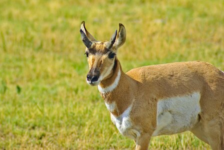 Custer state park photo