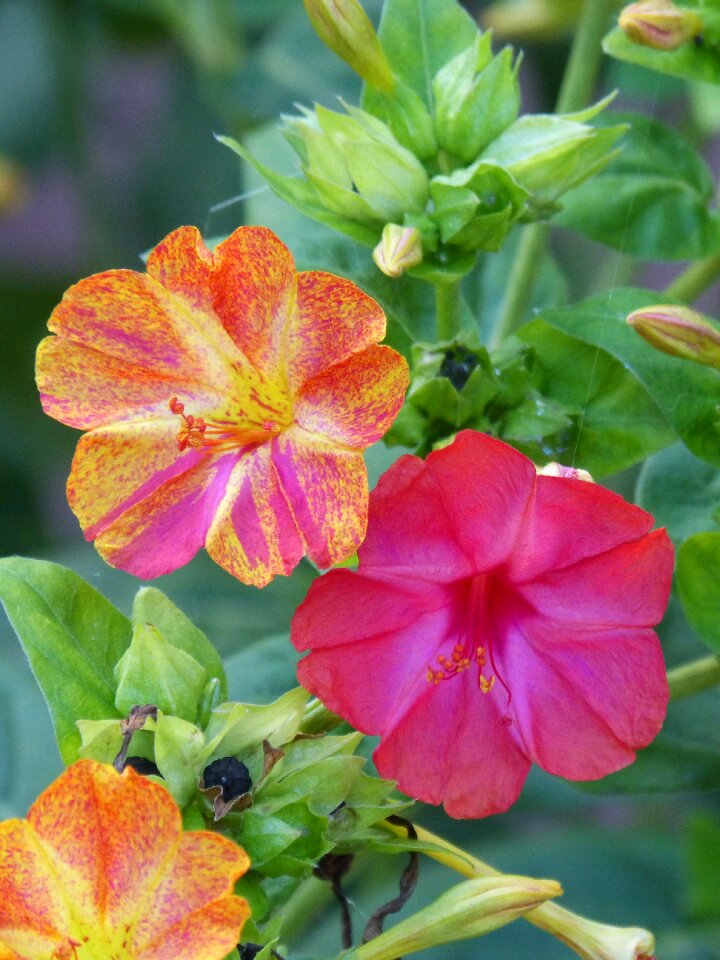 Hybridization bicolor stamens