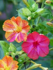 Hybridization bicolor stamens