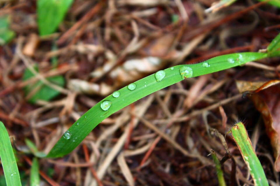 Plants non no filter