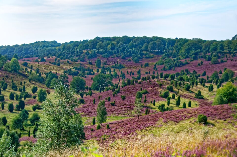 Heather nature nature reserve