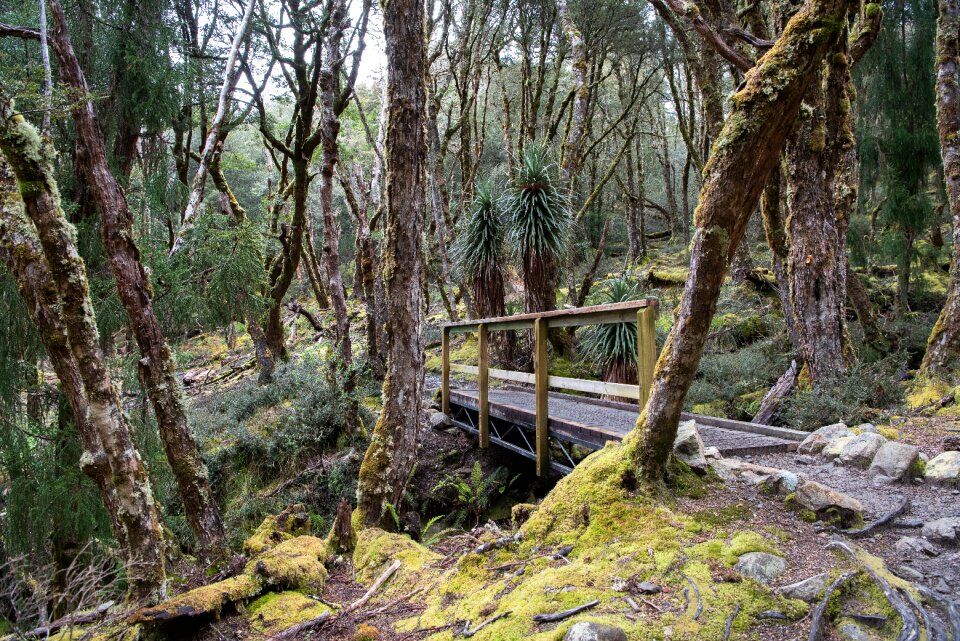Wilderness outdoors track