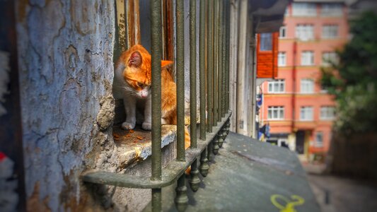 Animals street travel