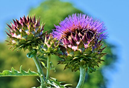 Blossom bloom medicinal plant