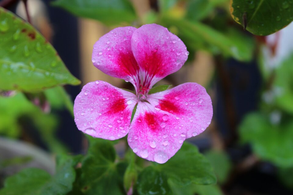 Nature geranium no filter