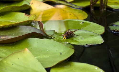 Water pond drink