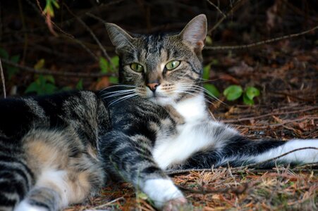 Domestic cat animal world portrait