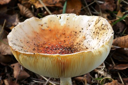 Pictures slats hat of a mushroom
