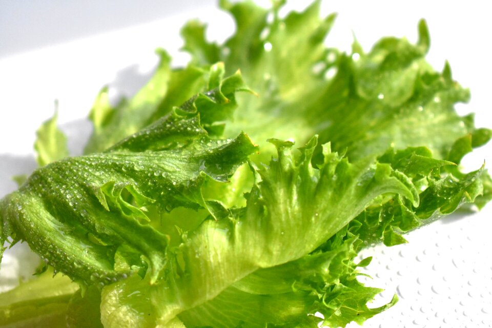 Healthy sheet plant
