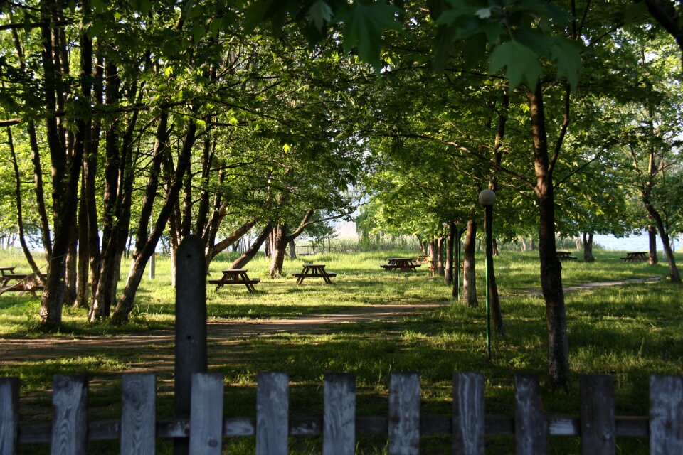 Sapanca park trees