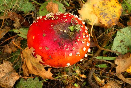 Forest nature agaric