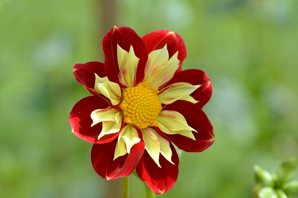 Dahlia garden garden plant plant