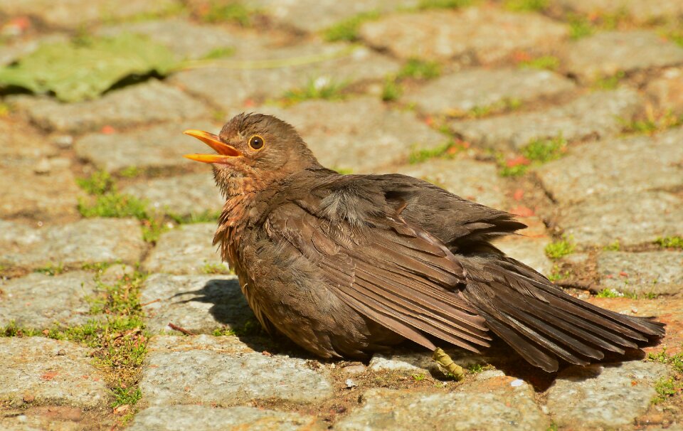 Bird nature animal world