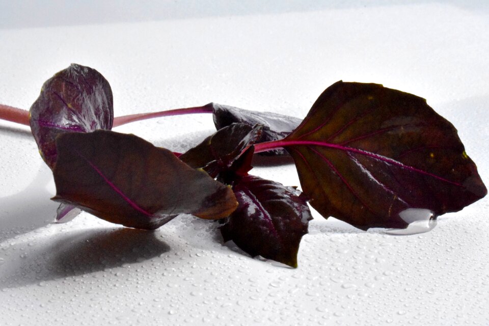 Sheet plant greens