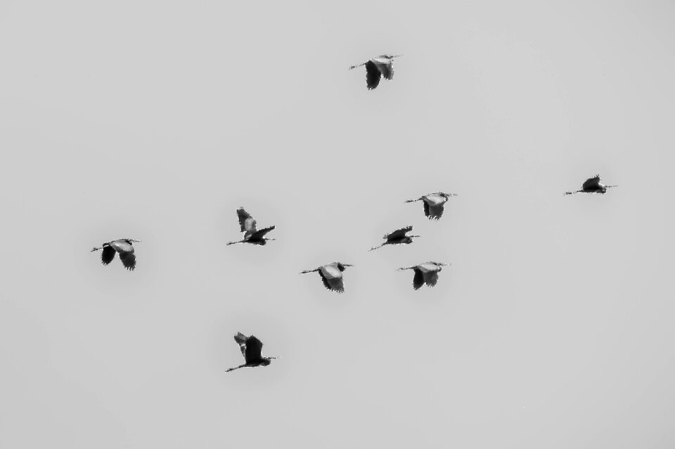 Nature sky migratory birds