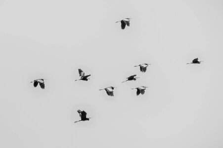 Nature sky migratory birds