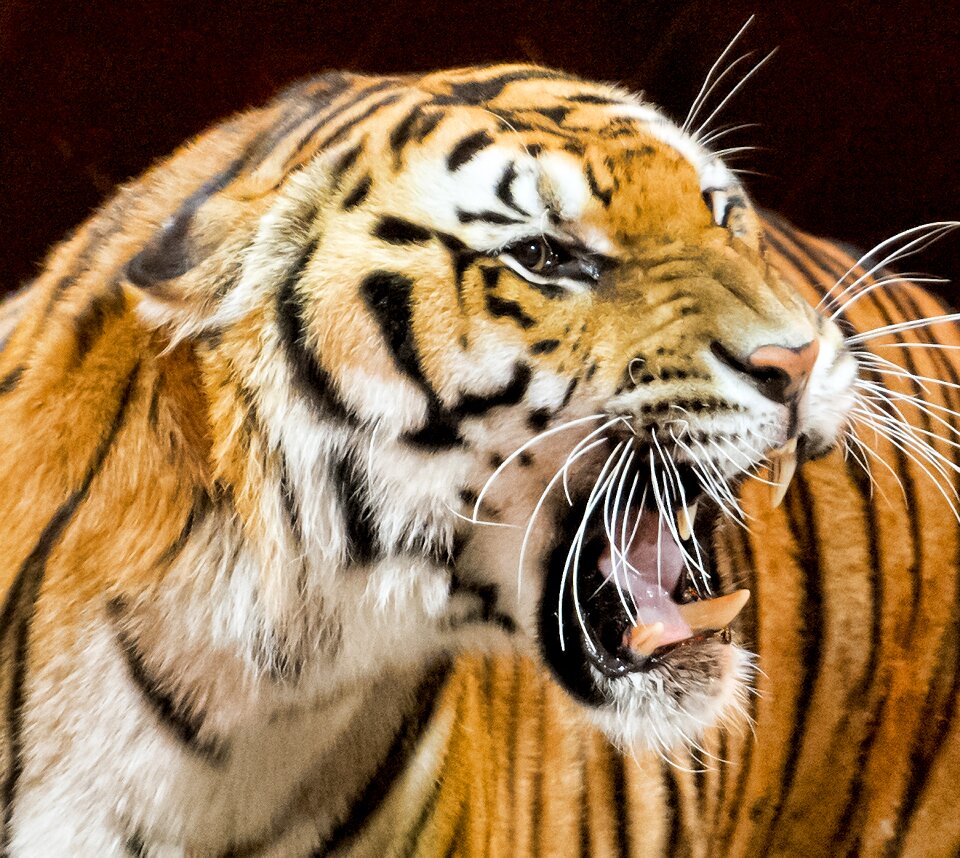 Predator dangerous feline