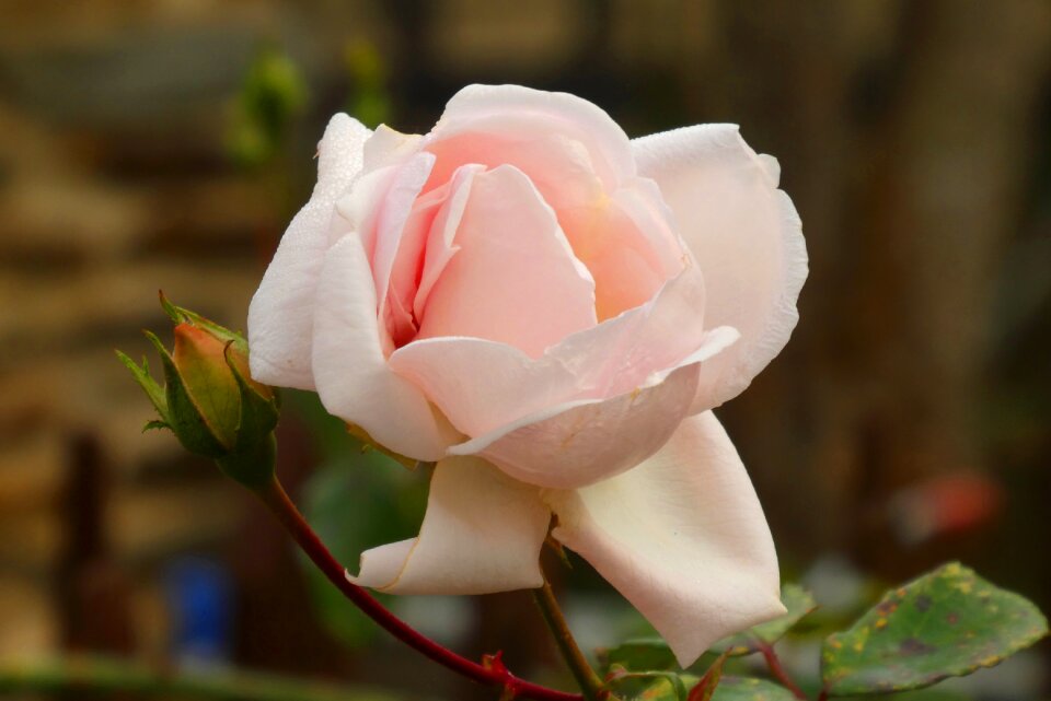 Flowers beauty romantic