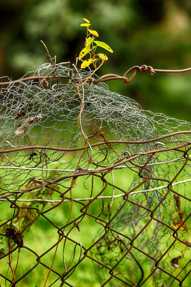 Fence leaves yellow