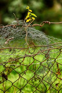 Fence leaves yellow