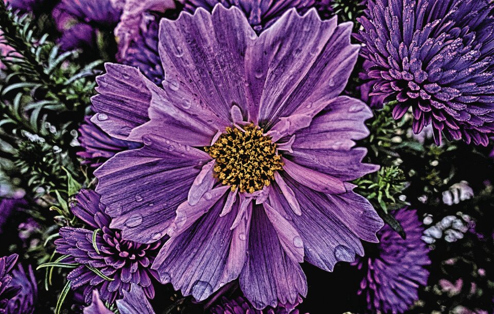 Blossom bloom plant