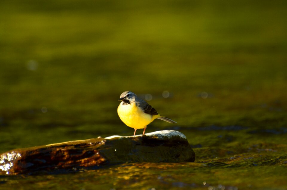 Bird animal world nature