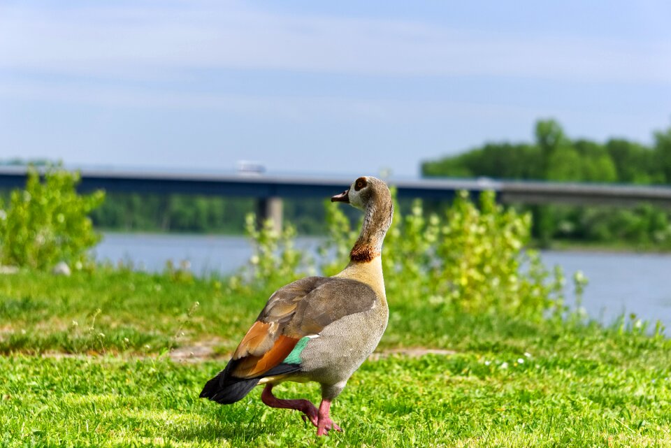 Nature grass animal world photo