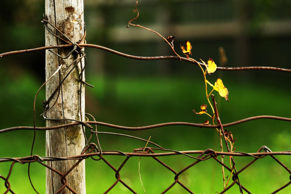 Fence leaves yellow