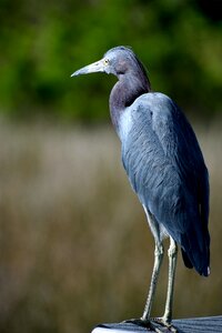 Heron bird avian photo