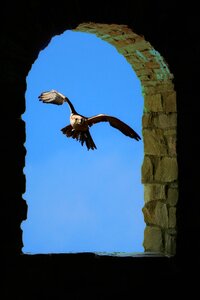 Bird of prey flying animal