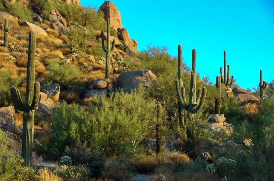 Arid desert scottsdale