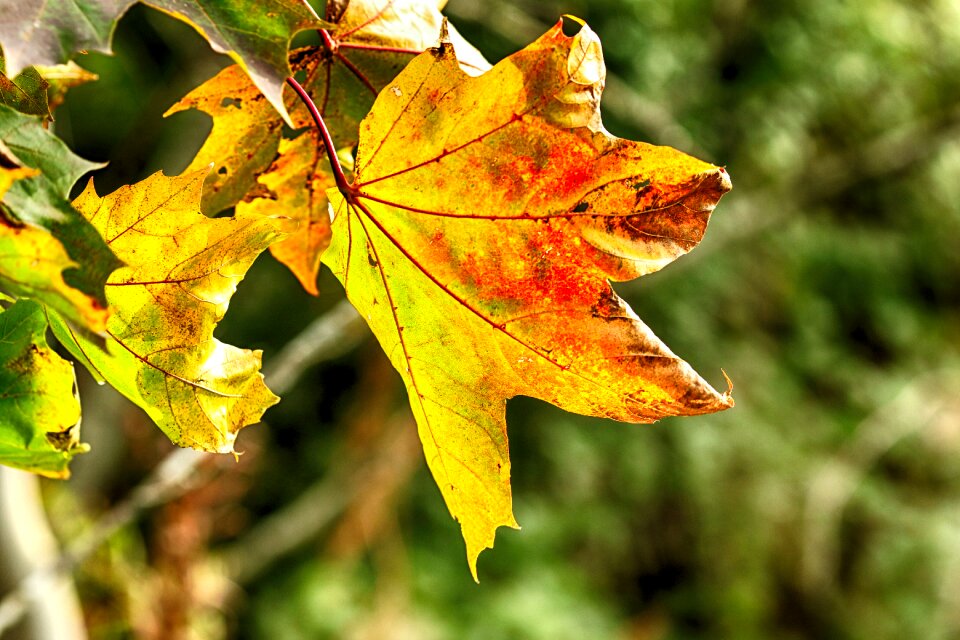 Fall leaves colourful