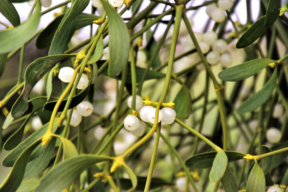 Decorate berries the ceremony