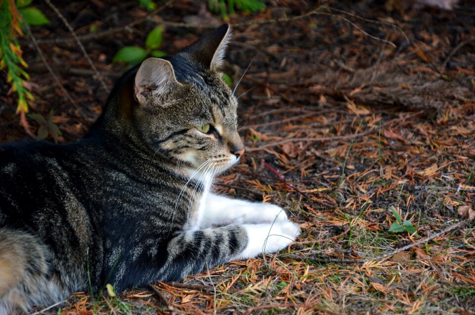 Domestic cat animal world portrait