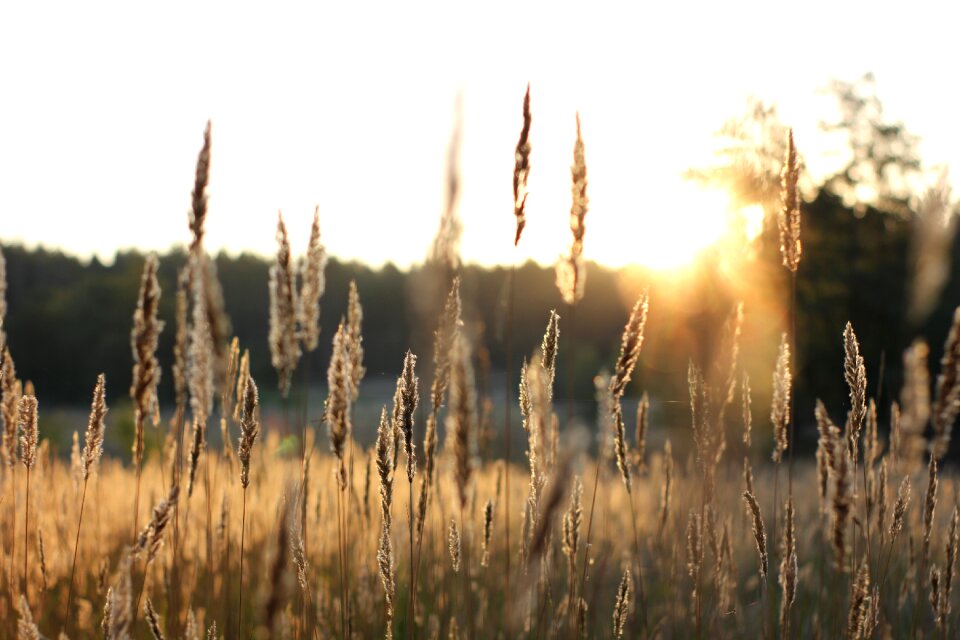 Nature landscape meadow