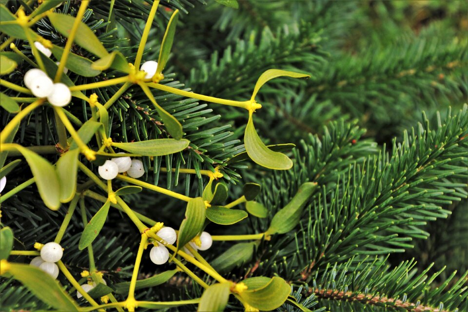 Dec the leaves of the jagoda
