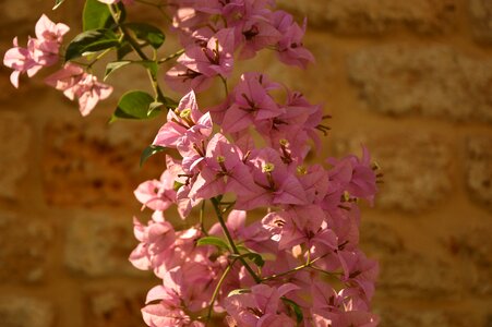 Sand triple flower pink photo