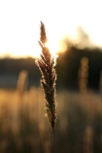 Nature landscape meadow