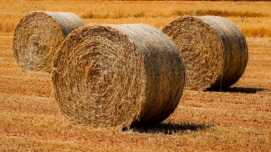 Agriculture farm field