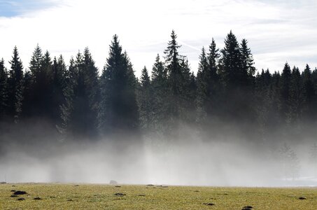 Forest field fog photo