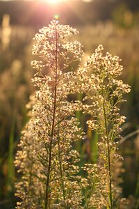 Nature landscape meadow
