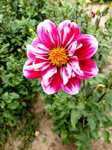 Bloom flora petals